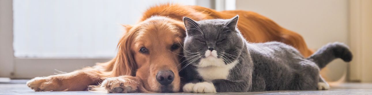 Σκύλος και γάτα αγκαλιά, αναλγητικά και αντιφλεγμονώδη για κατοικίδια