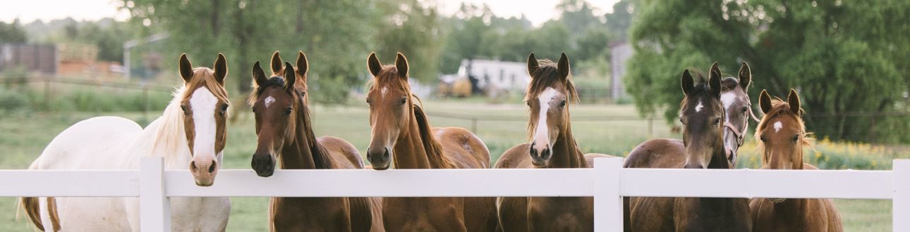 Άλογα πίσω από φράχτη, σχετικό με αναλγητική και αντιφλεγμονώδη αγωγή ιπποειδών