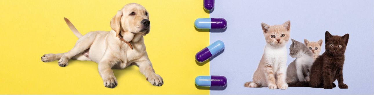 Σκύλος και γάτα δίπλα σε χάπια - χρήση αντιβιοτικών σε ζώα συντροφιάς