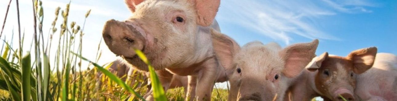 Γουρούνια σε κτηνοτροφική μονάδα, σχετικό με αντιπαρασιτική αγωγή για παραγωγικά ζώα