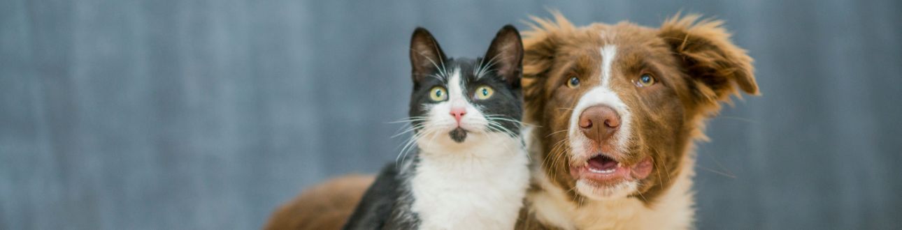 Σκύλος και γάτα μαζί, σχετικα με αντιμυκητιασικά για σκύλους και γάτες