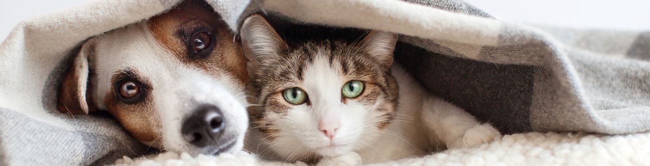 Σκύλος και γάτα κάτω από κουβέρτα - αντιπαρασιτική προστασία για κατοικίδια