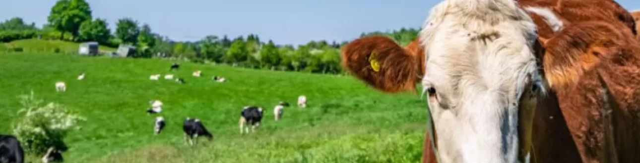 Αγελάδα σε λιβάδι, σχετικό με χρήση αντιβιοτικών στα παραγωγικά ζώα