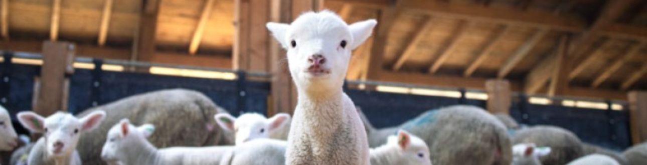 Αρνάκι σε στάβλο, σχετικό με φάρμακα αναπαραγωγής παραγωγικών ζώων