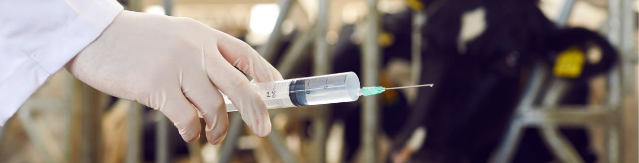 Κτηνίατρος που χορηγεί ένεση σε αγελάδα σε στάβλο, ενέσιμα φάρμακα για παραγωγικά ζώα