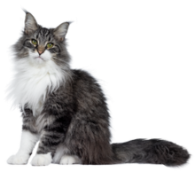 Γάτα σε ενημερωτική ιστοσελίδα κτηνιατρικών φαρμάκων