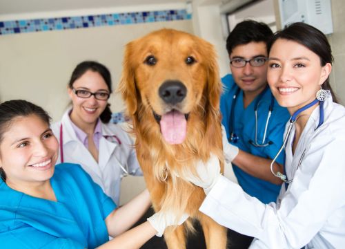 Κτηνίατροι εξετάζουν σκύλο – συνεργασία και επαγγελματισμός